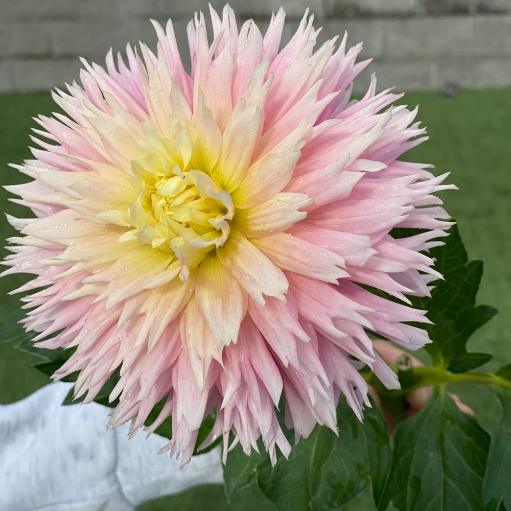 Meet your Posher, Grace